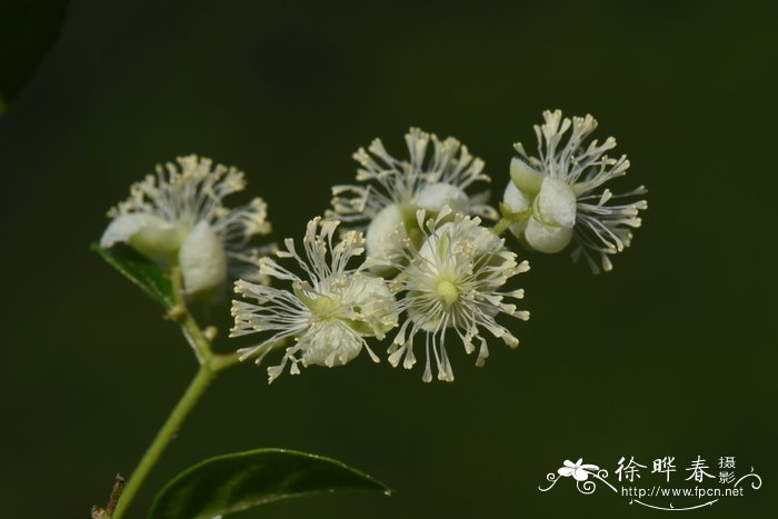 花的花语和象征意义