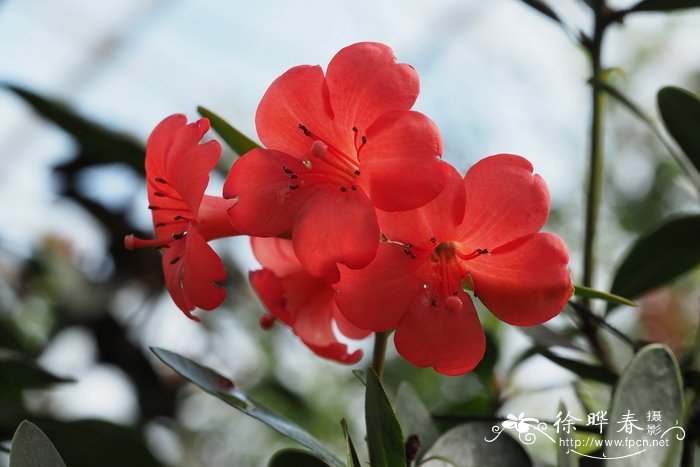 花草树木图片大全