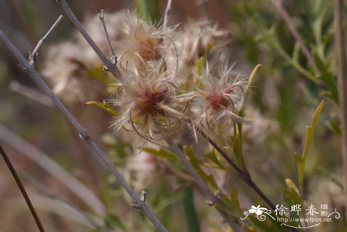 黑种草