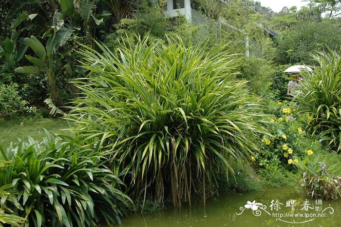 葡萄种植技术与管理