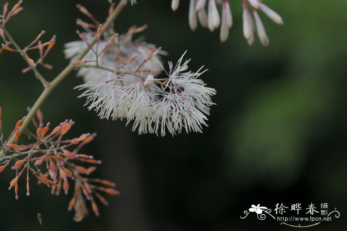 芝麻树图片