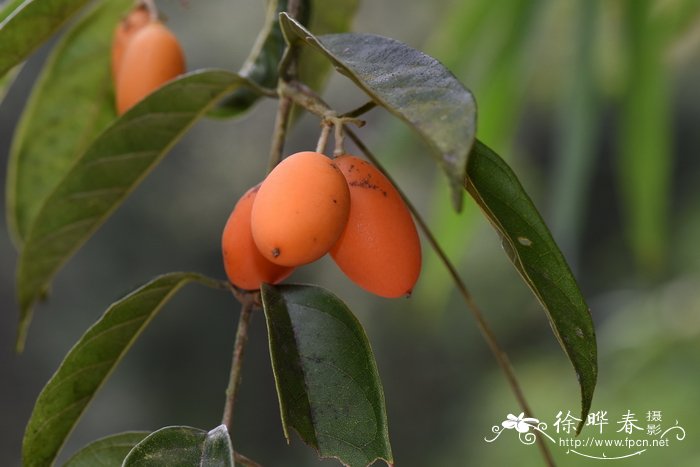 广东花木