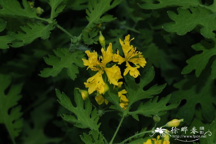 花叶蔓长春花