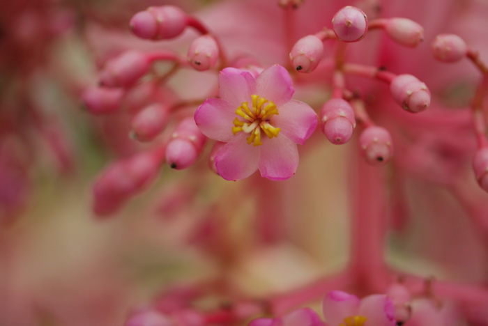 桂花树价格表