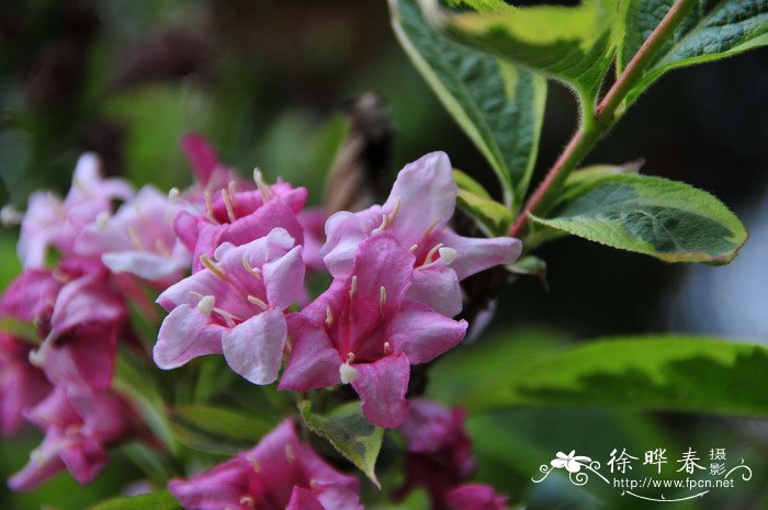 杜鹃花的特点