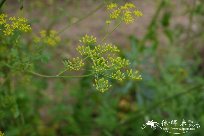 蓝风铃花语