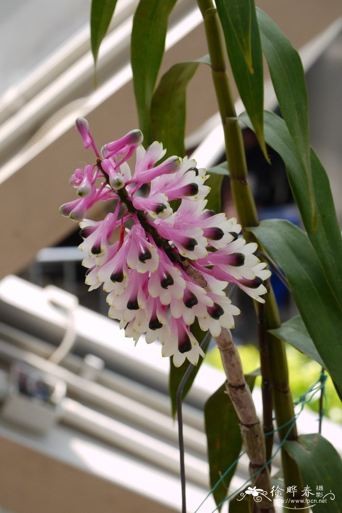 湿生植物