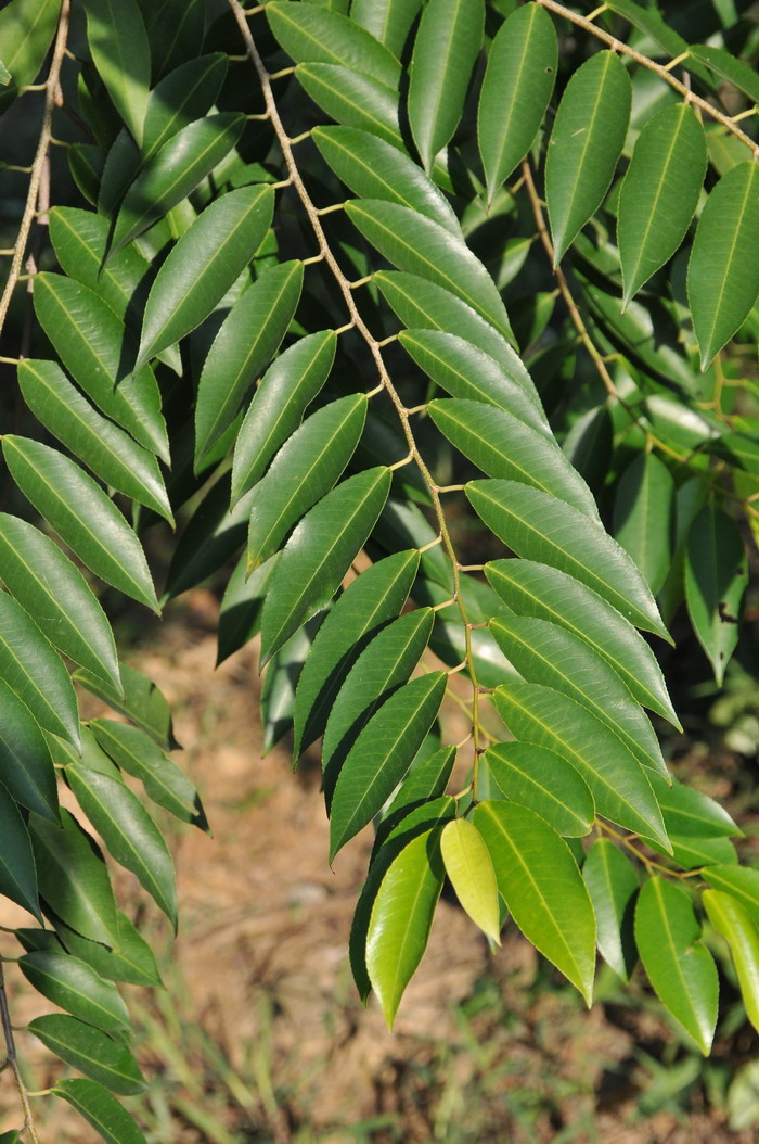 土豆的种植方法和时间