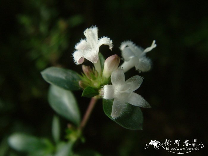 赤小豆和红豆的区别