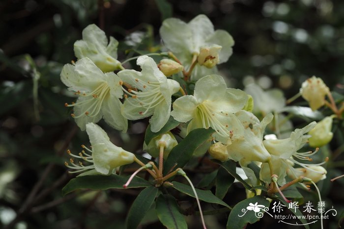 金线莲怎么种植技术