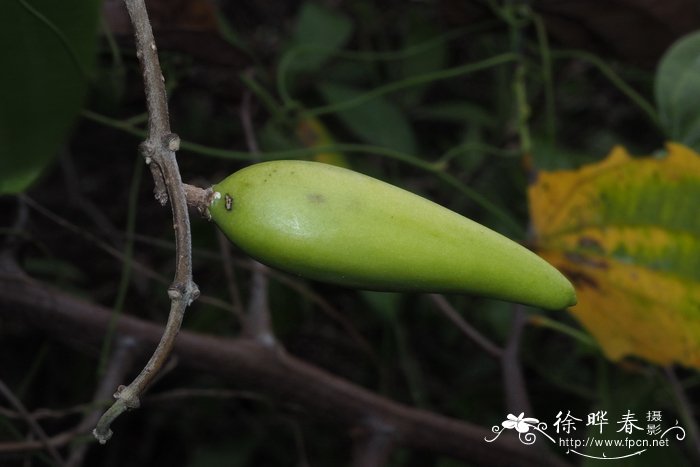 腊梅有几种颜色的花