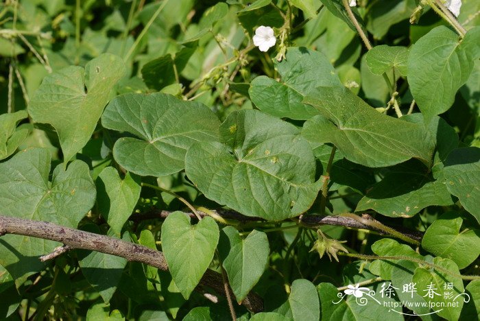 蕨菜是什么植物