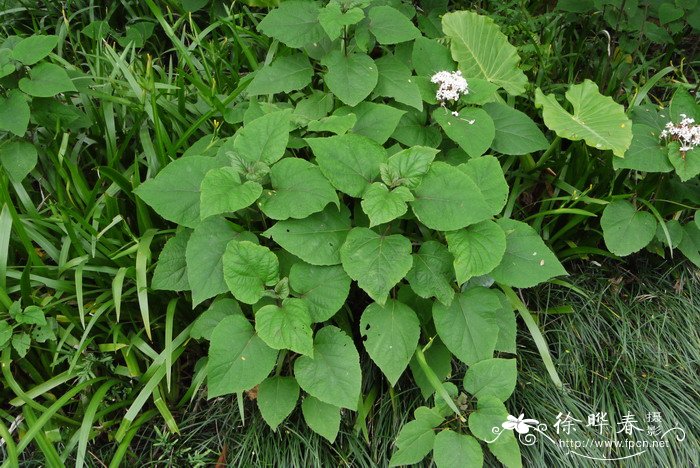 杜鹃花的特点