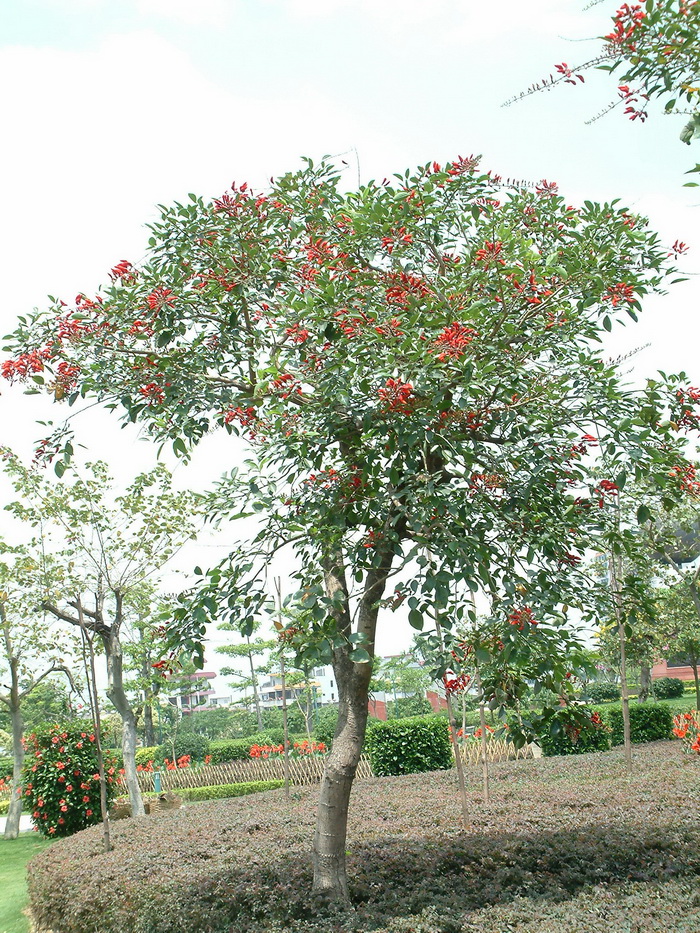 单性花和双性花区别