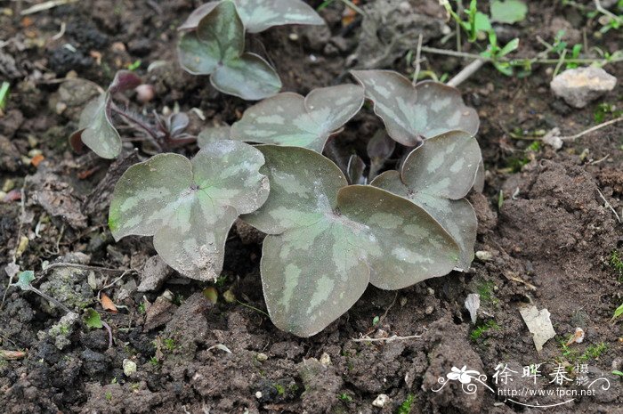 金线莲种植方法