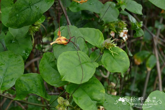 龙船花的养殖方法和注意事项