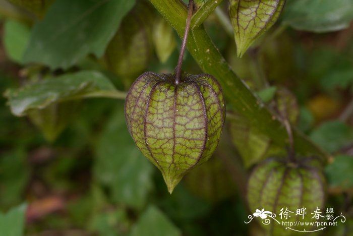 百合花的简介