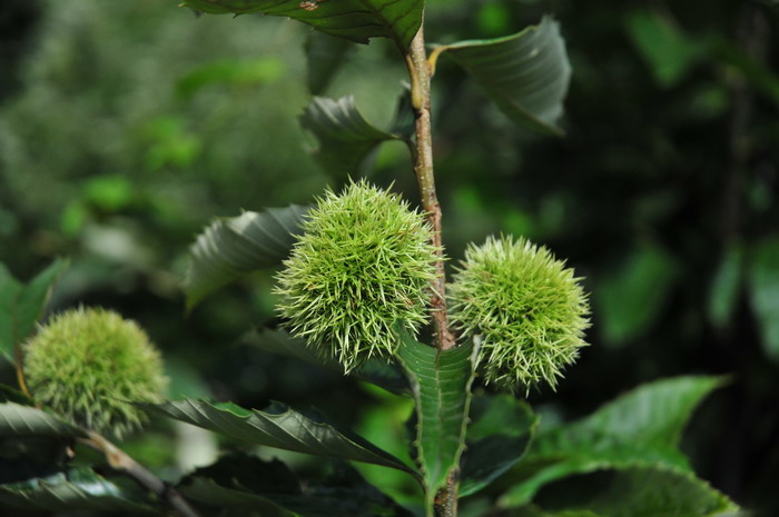 桃花介绍