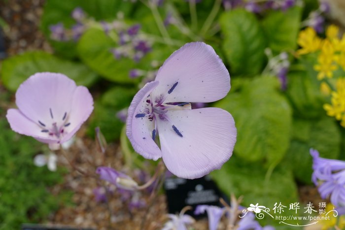 桂花树市场价