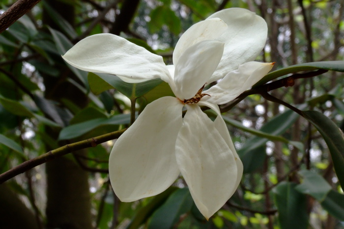 油茶种植