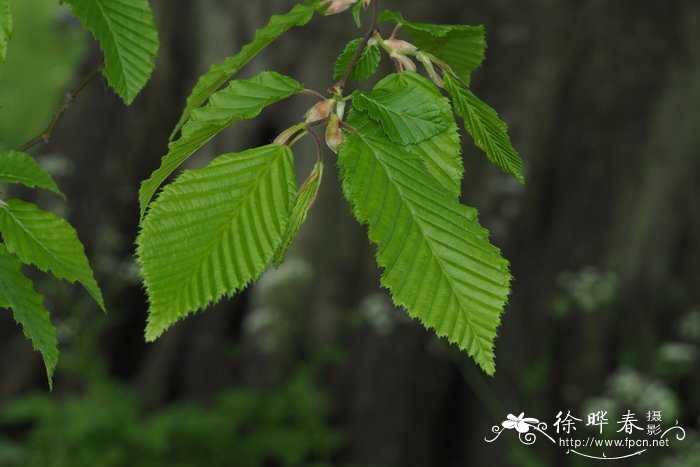 栀子花图片