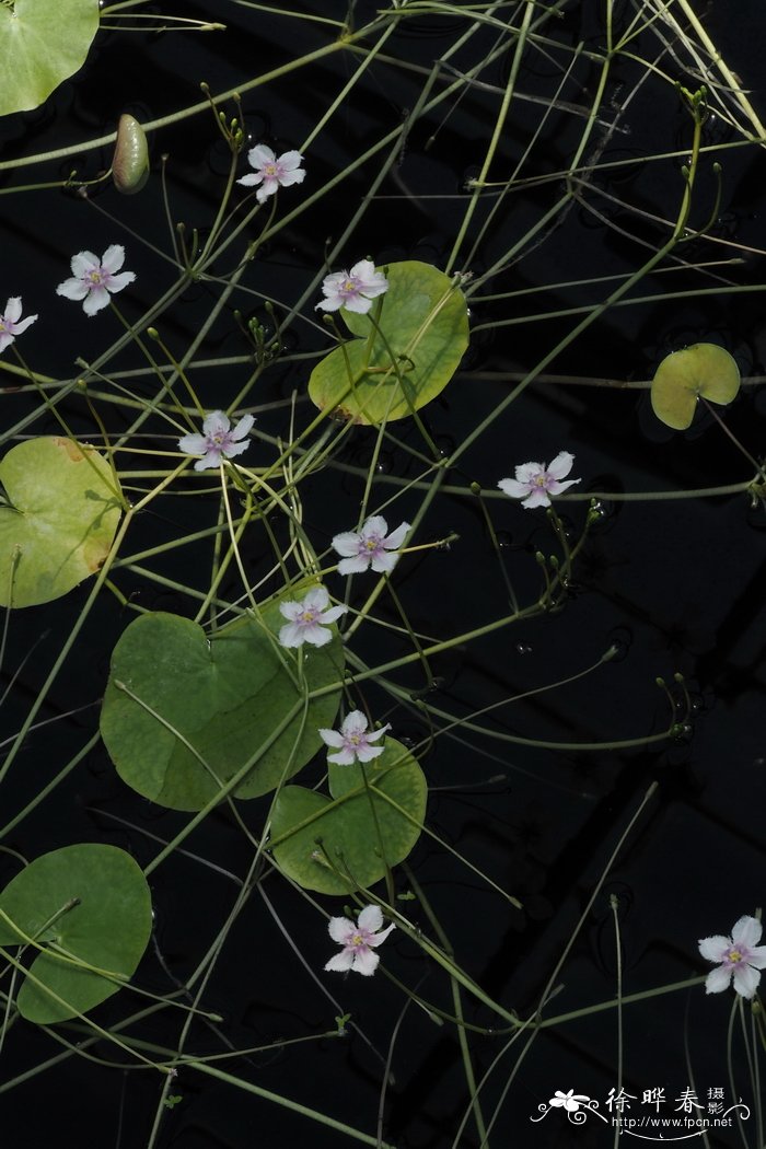 芒果图片