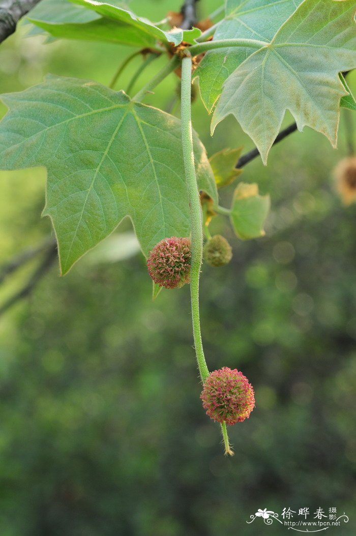 白山茶花