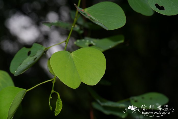 车厘子和樱桃