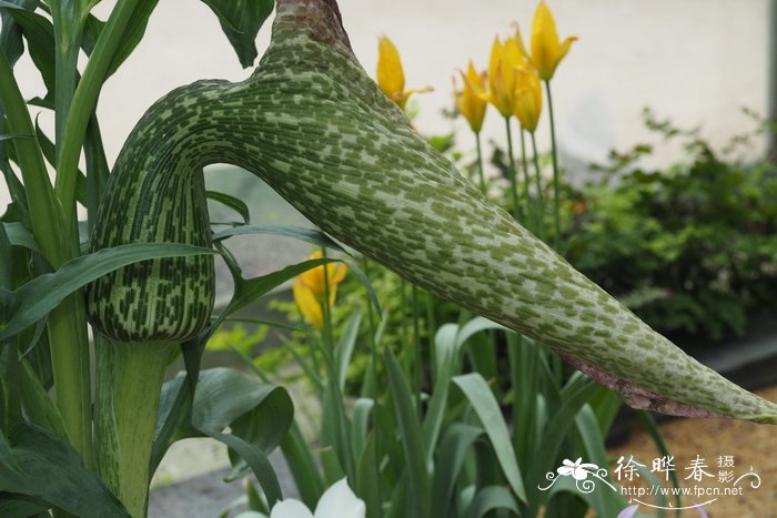 胡萝卜种植时间和方法