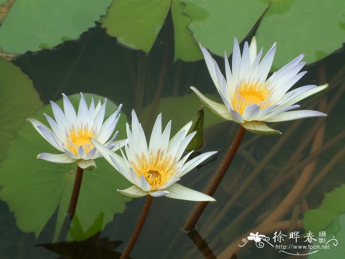 鸢尾花的寓意