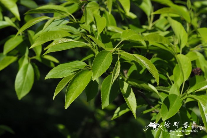 关于植物的资料大全