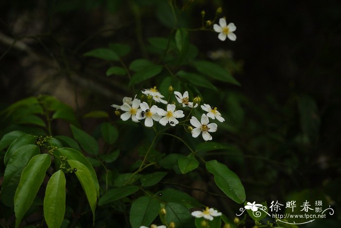 河南雪松价格