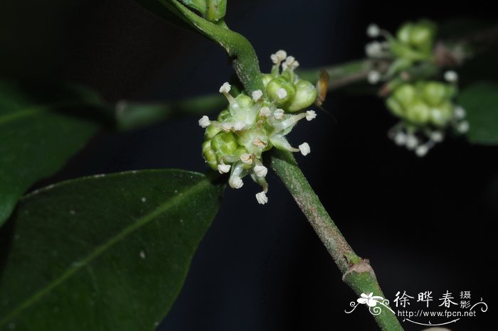 茉莉花的寓意和象征