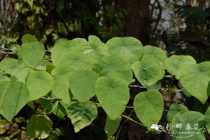 山茶花是什么颜色