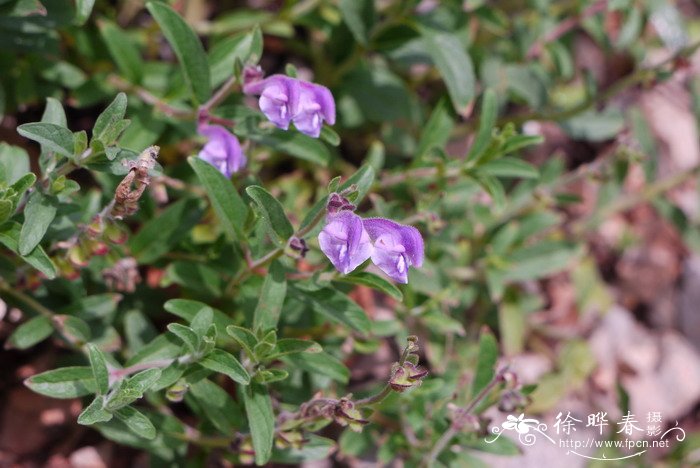 芽苗菜种植方法