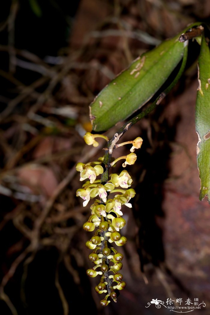 兰花开花