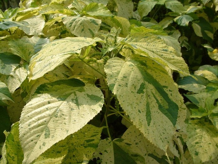 穿心莲图片植物图片