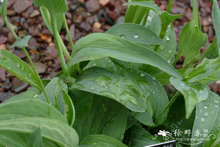 金线莲种植方法