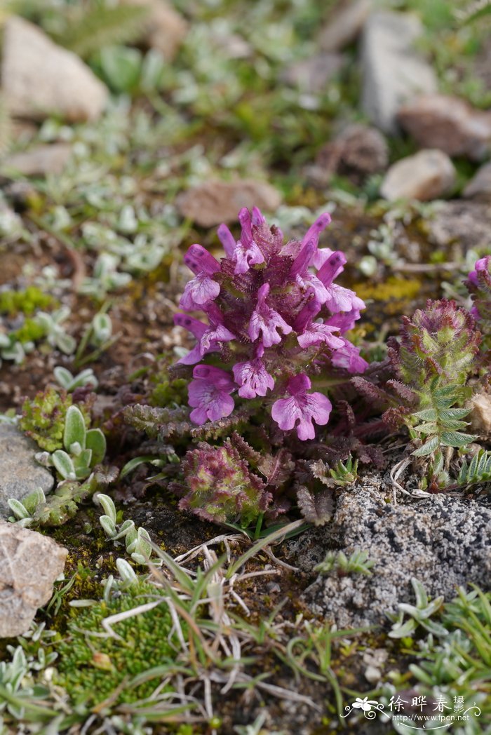 紫丁香花语