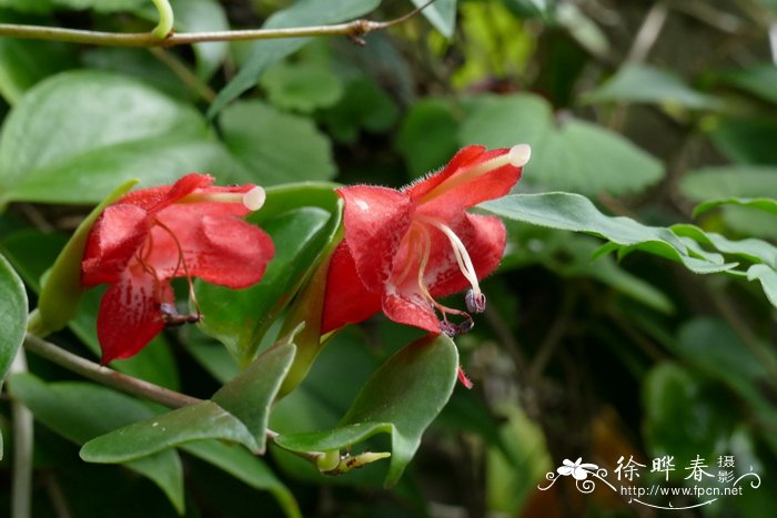 香樟树种植