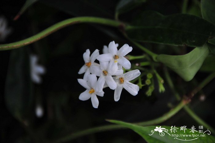 芒果什么季节成熟