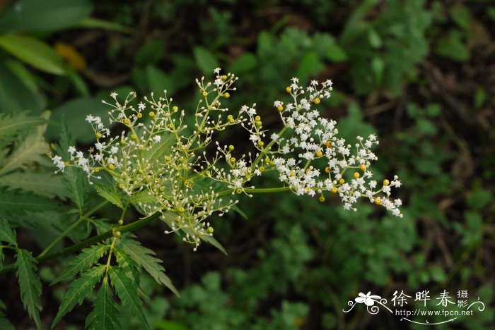 楼顶种菜对楼房危害