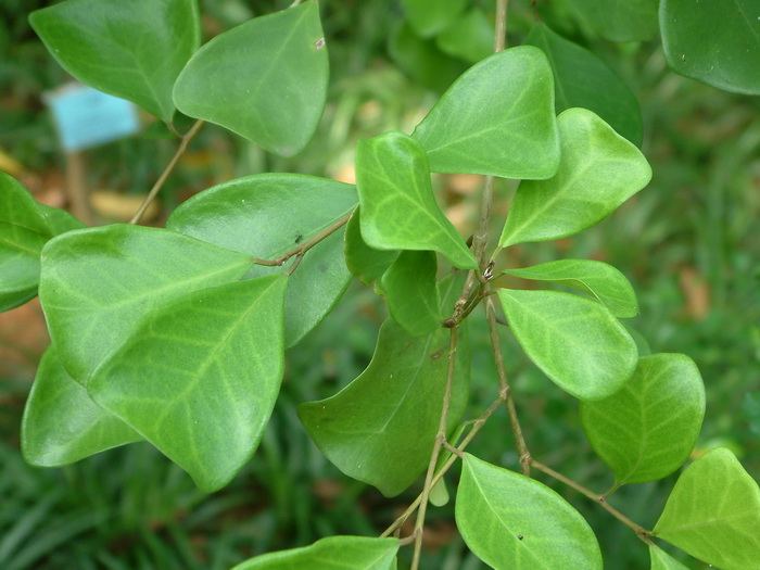 植物传播种子的办法