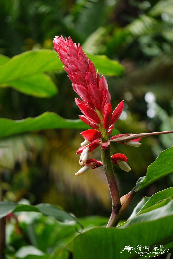 茉莉花的养殖方法