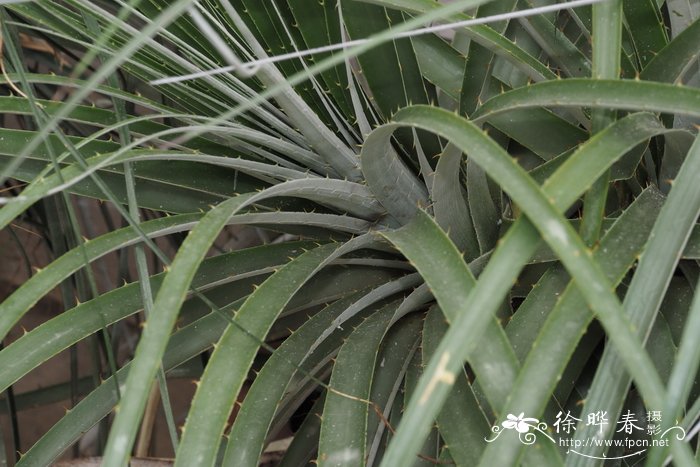 油茶种植