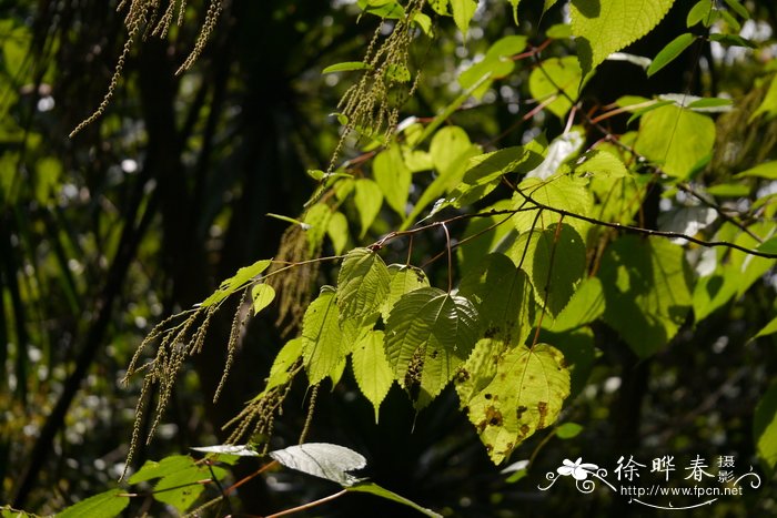 茶油树种植