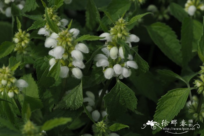 番茄怎么种植方法