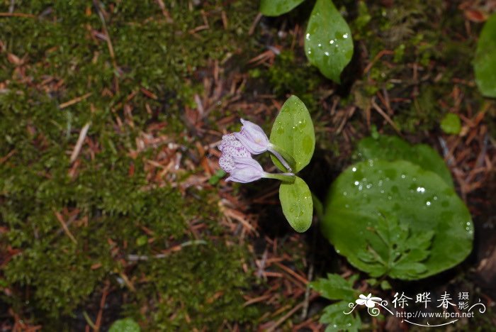 金针菇和银针菇