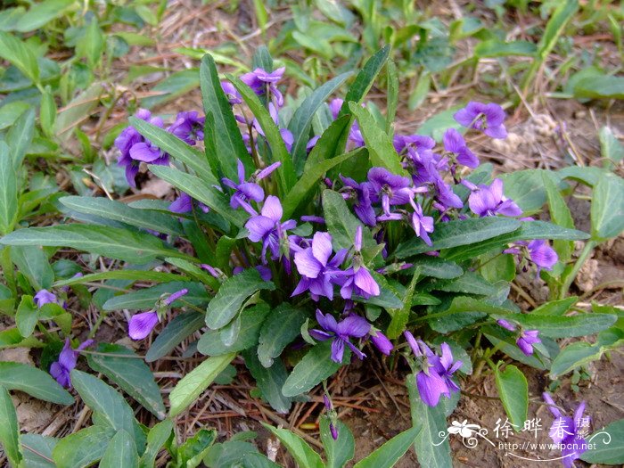 贡菊杭白菊