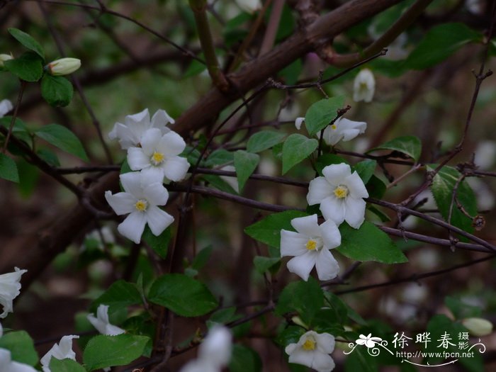 君子兰夹箭怎么办